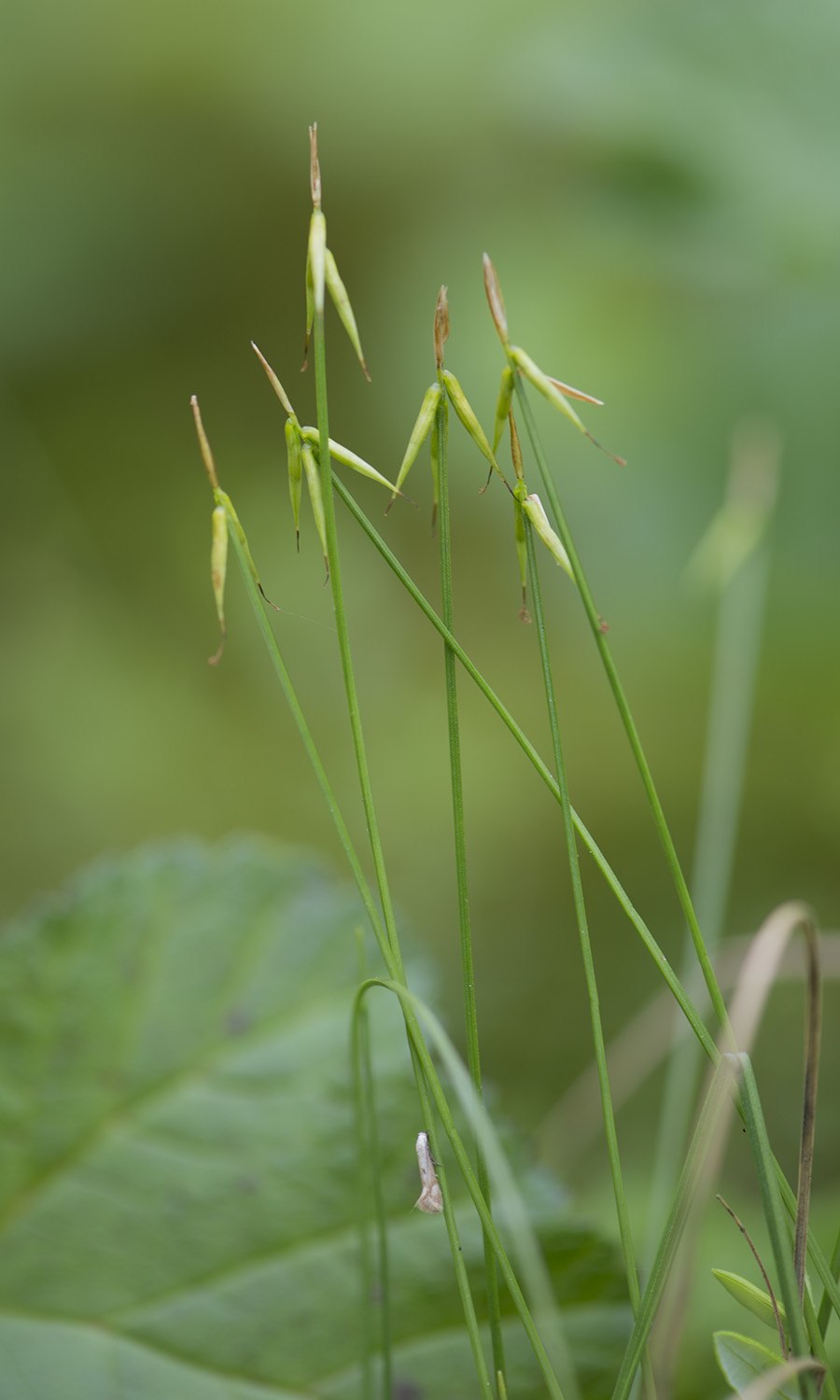 Осока малоцветковая Carex pauciflora