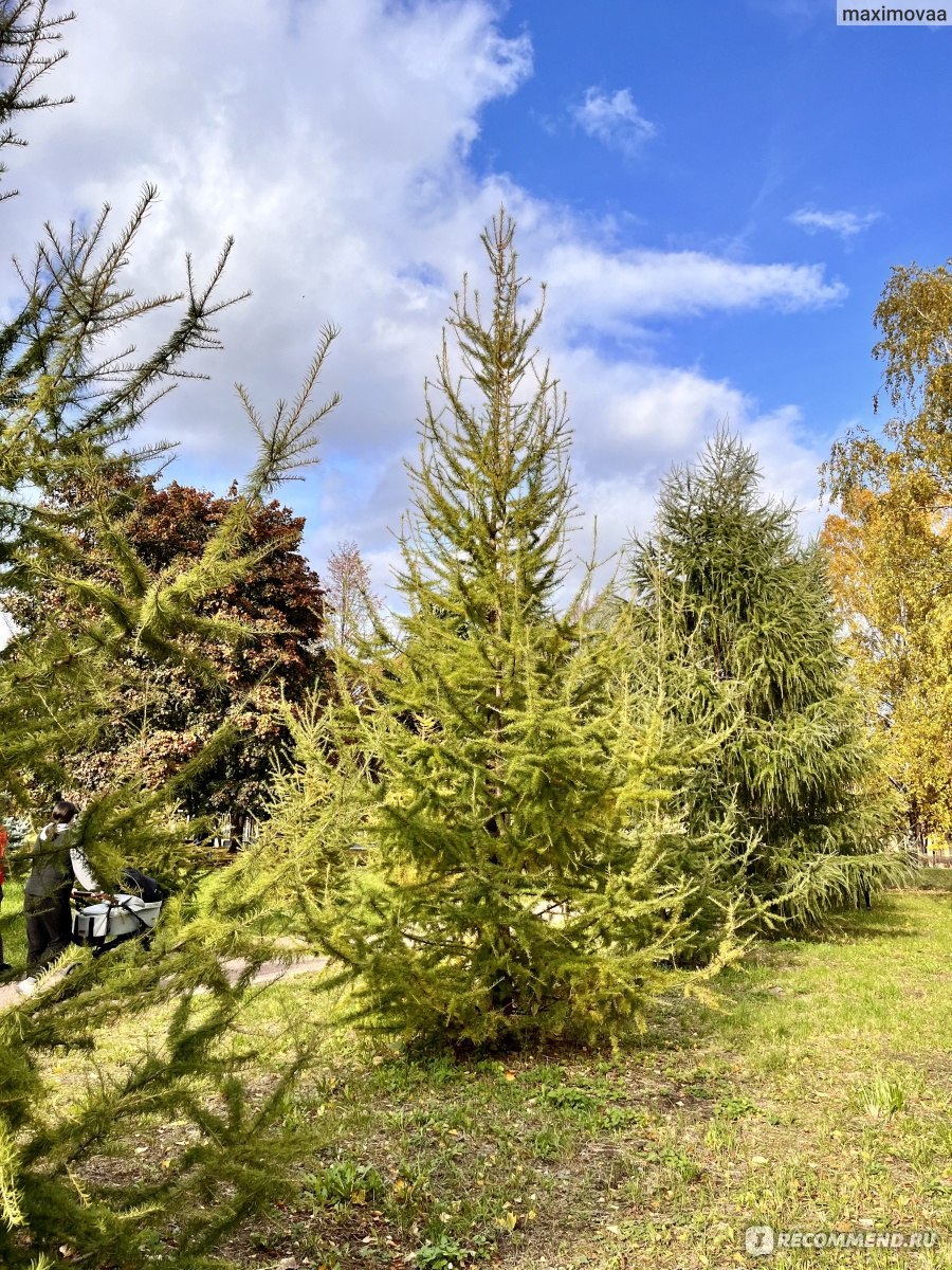 Ива плакучая