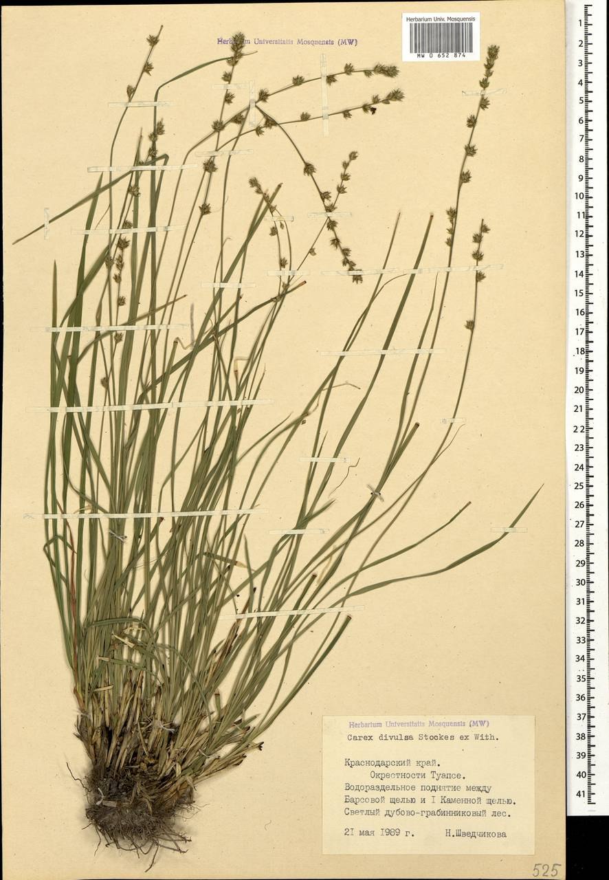 Carex Divulsa