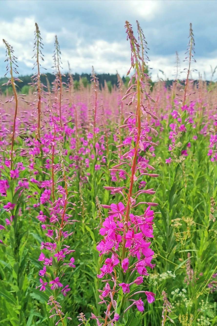 Кипрей лабазник