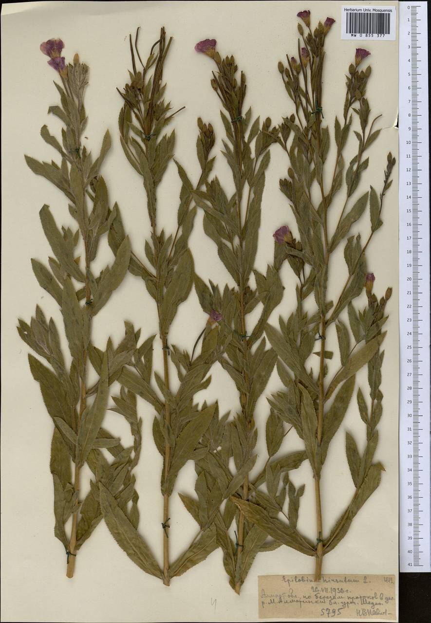 Кипрей болотный