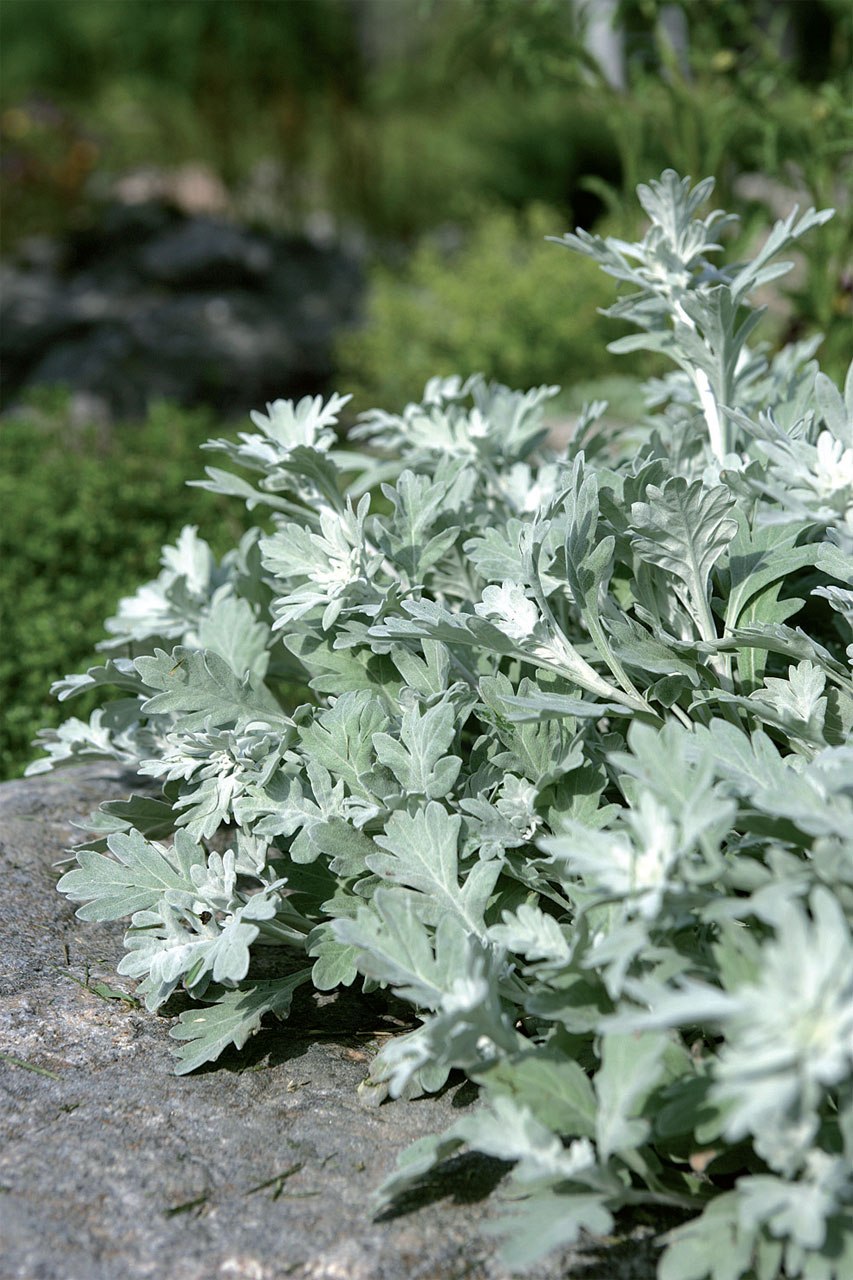 Полынь альпийская