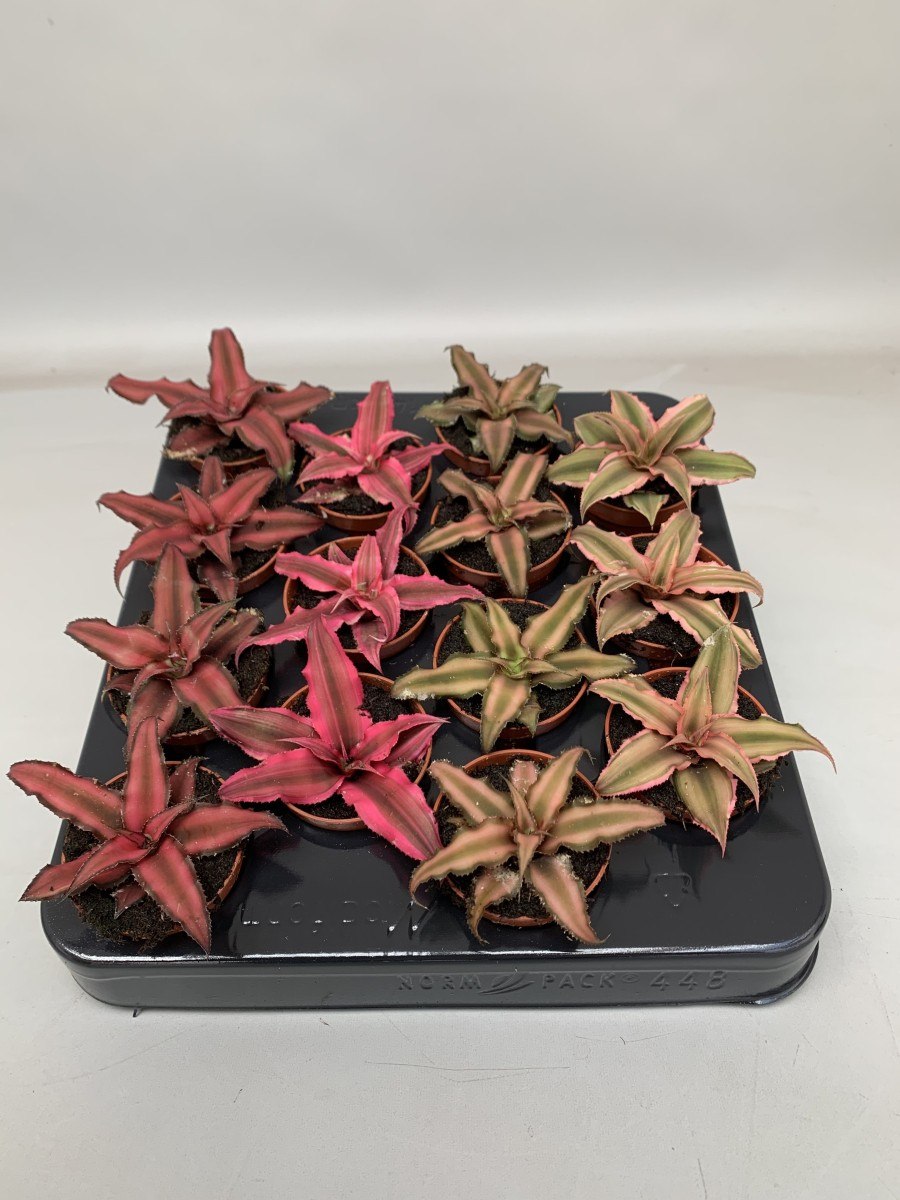 Криптантус двуполосый