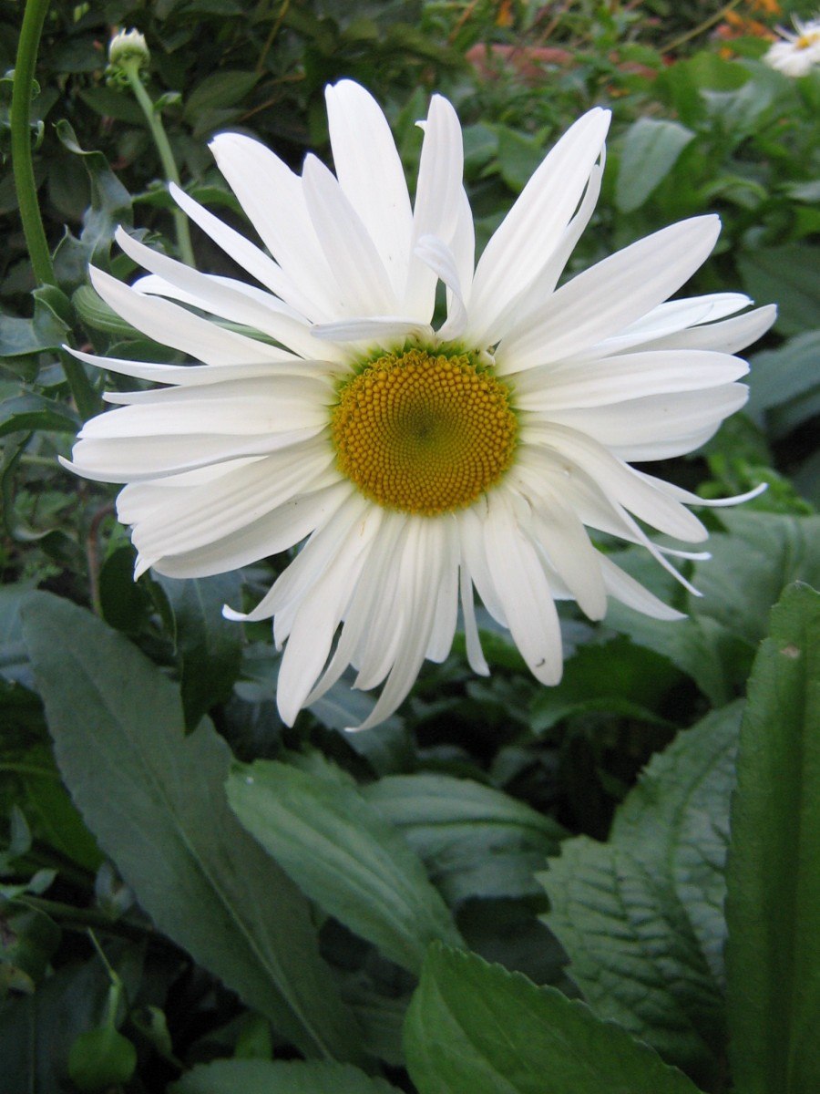 Нивяник пиретрум