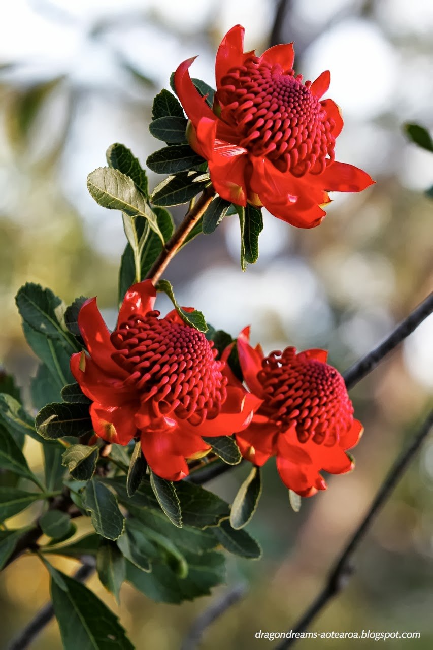 Bicurious needs Waratah Bay