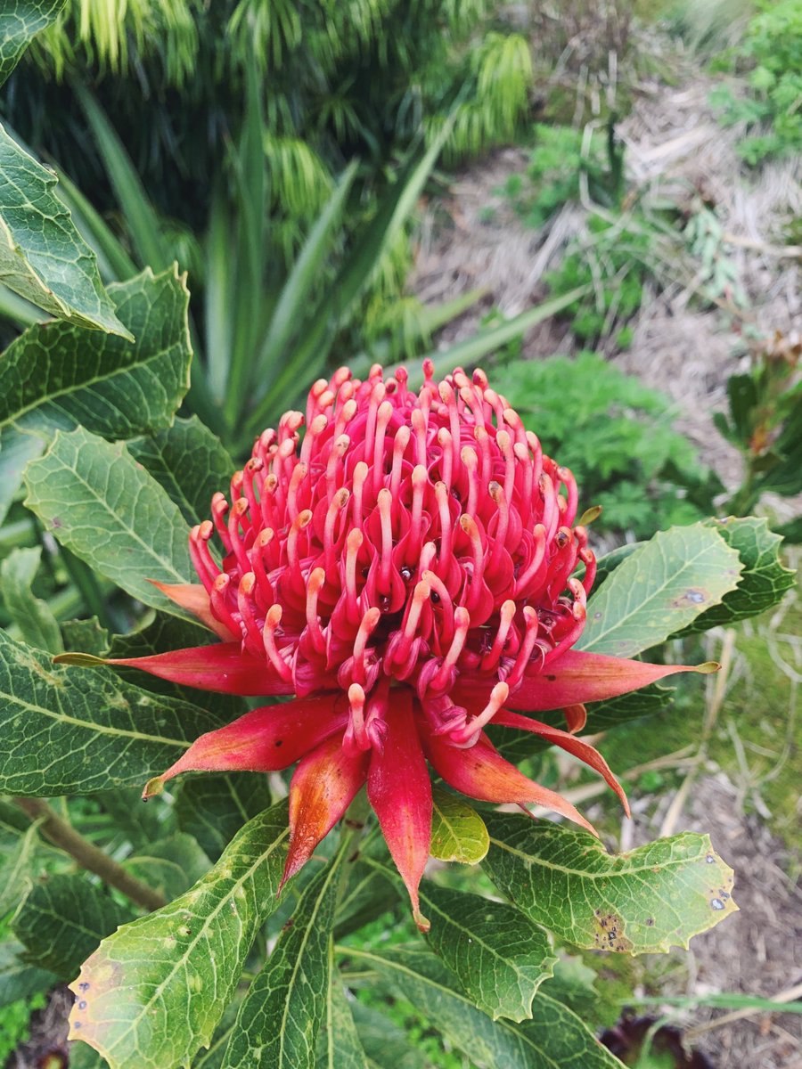 Waratah Flowers