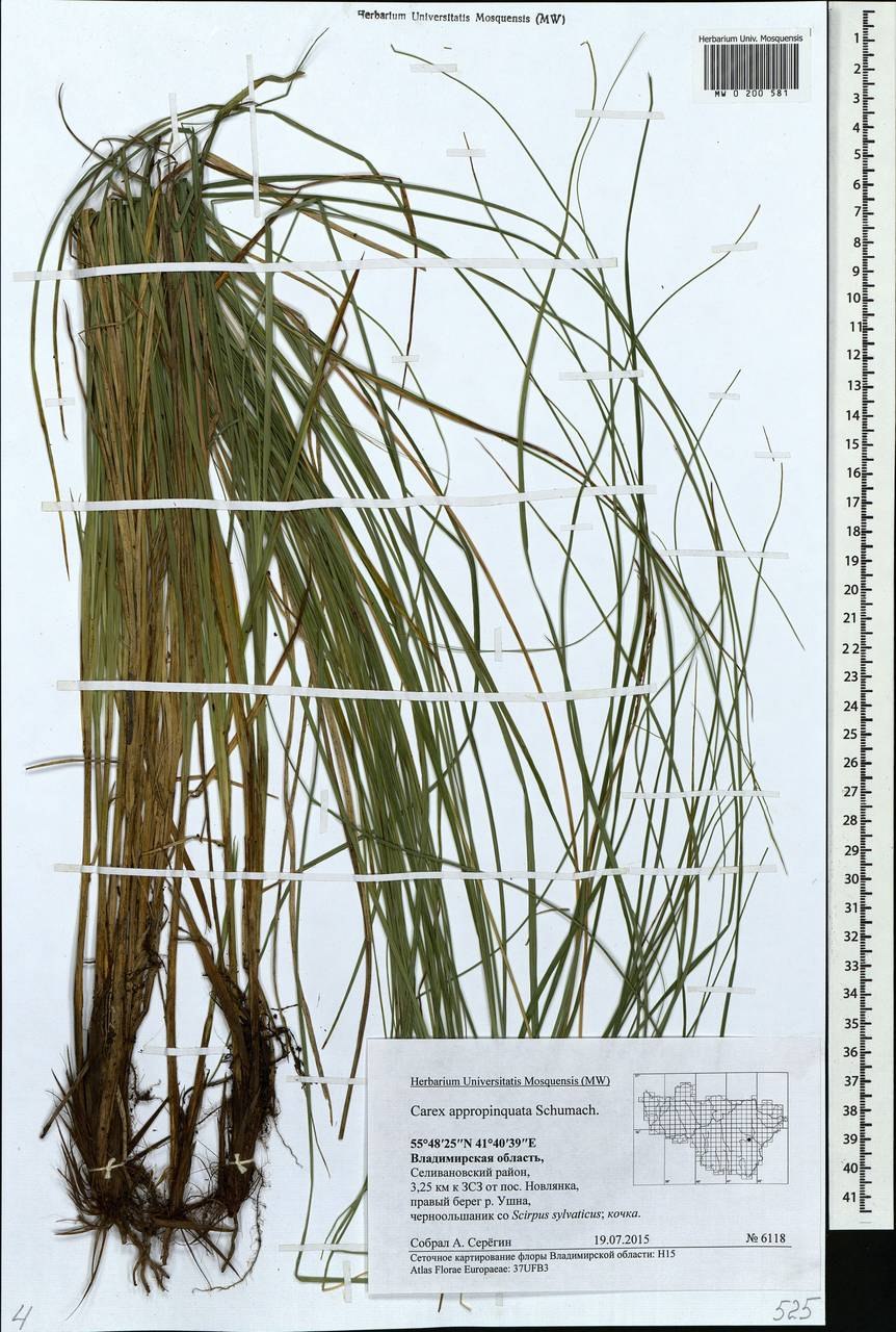 Carex appropinquata