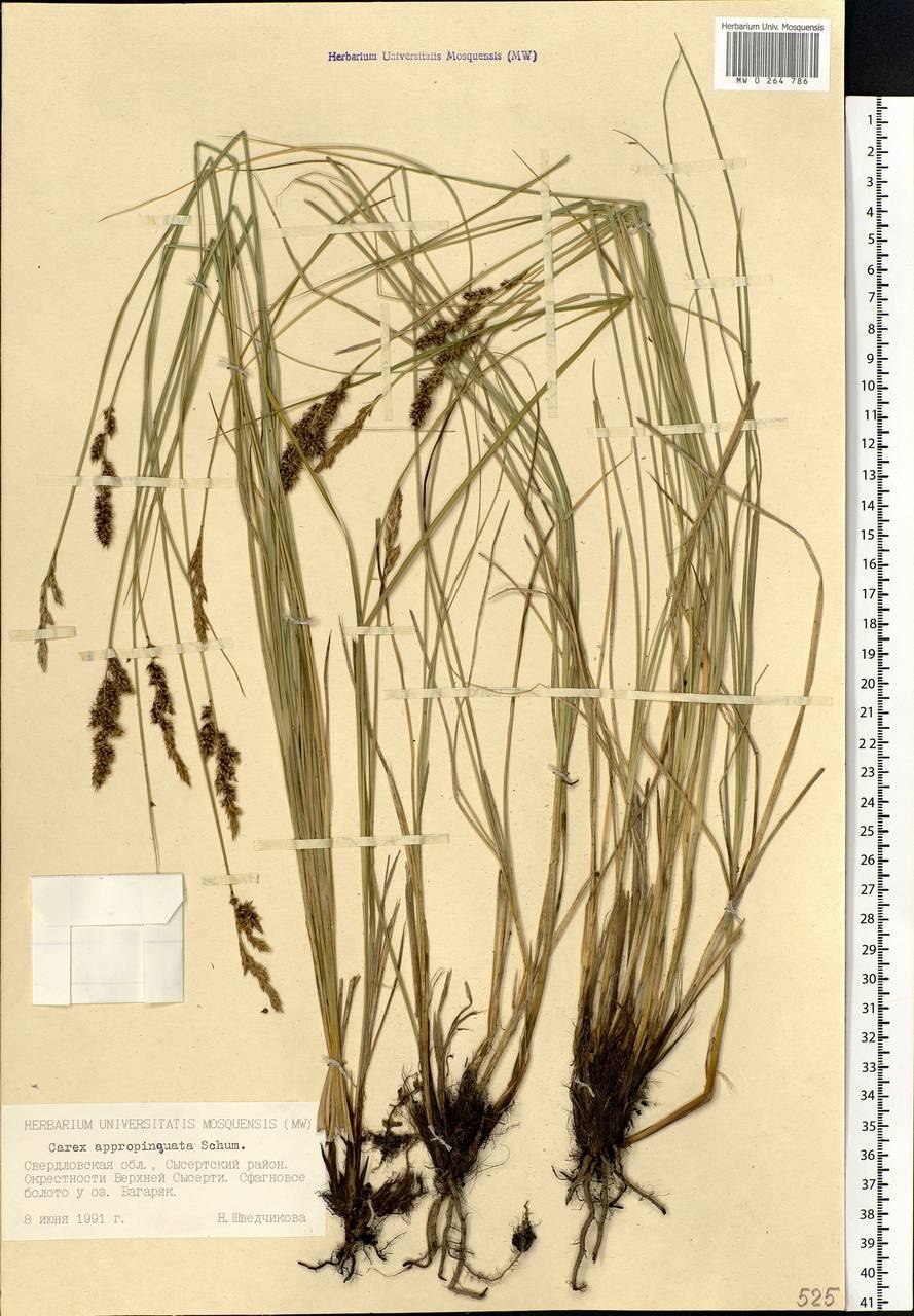 Осока Арнелла (Carex arnellii)