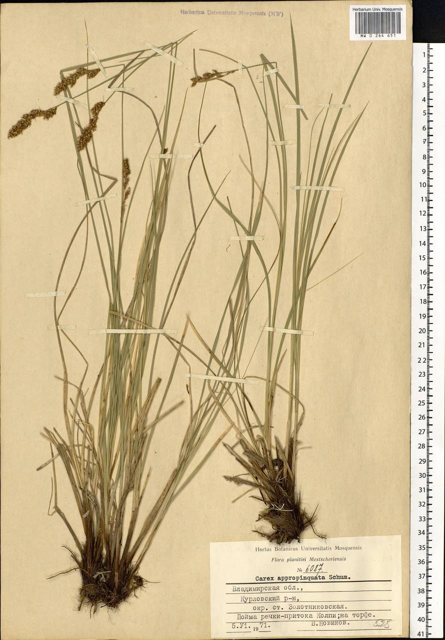 Carex appropinquata