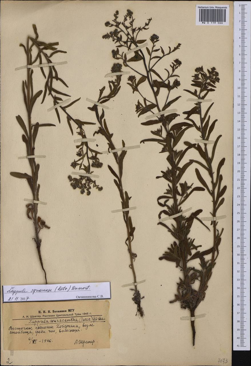 Липучка ежевидная гербарий