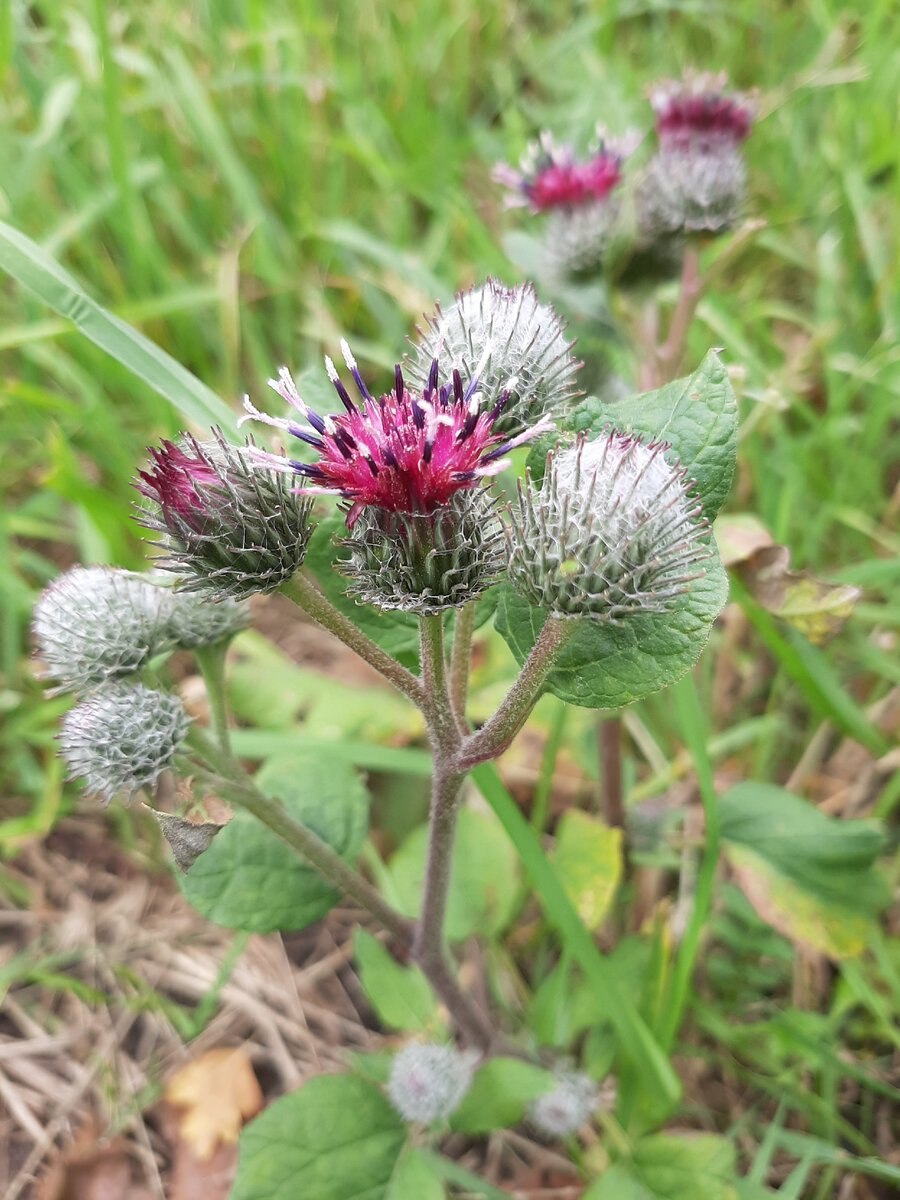 Липучка оттопыренная