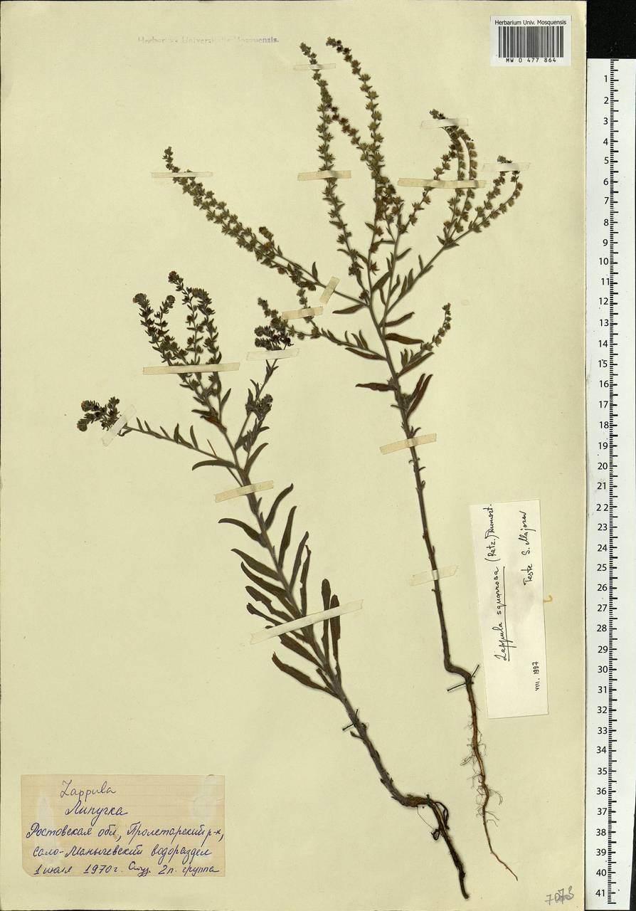 Гайлардия рассада