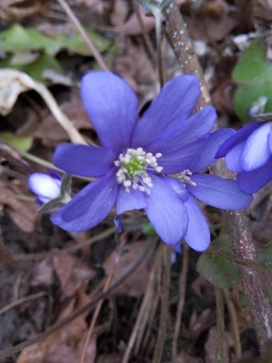 Печёночница фальконера