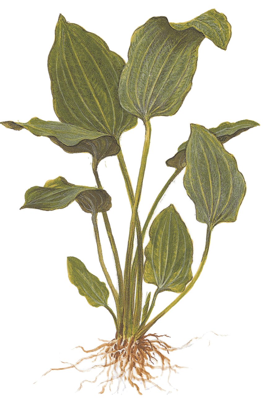 Эхинодорус лопатолистный