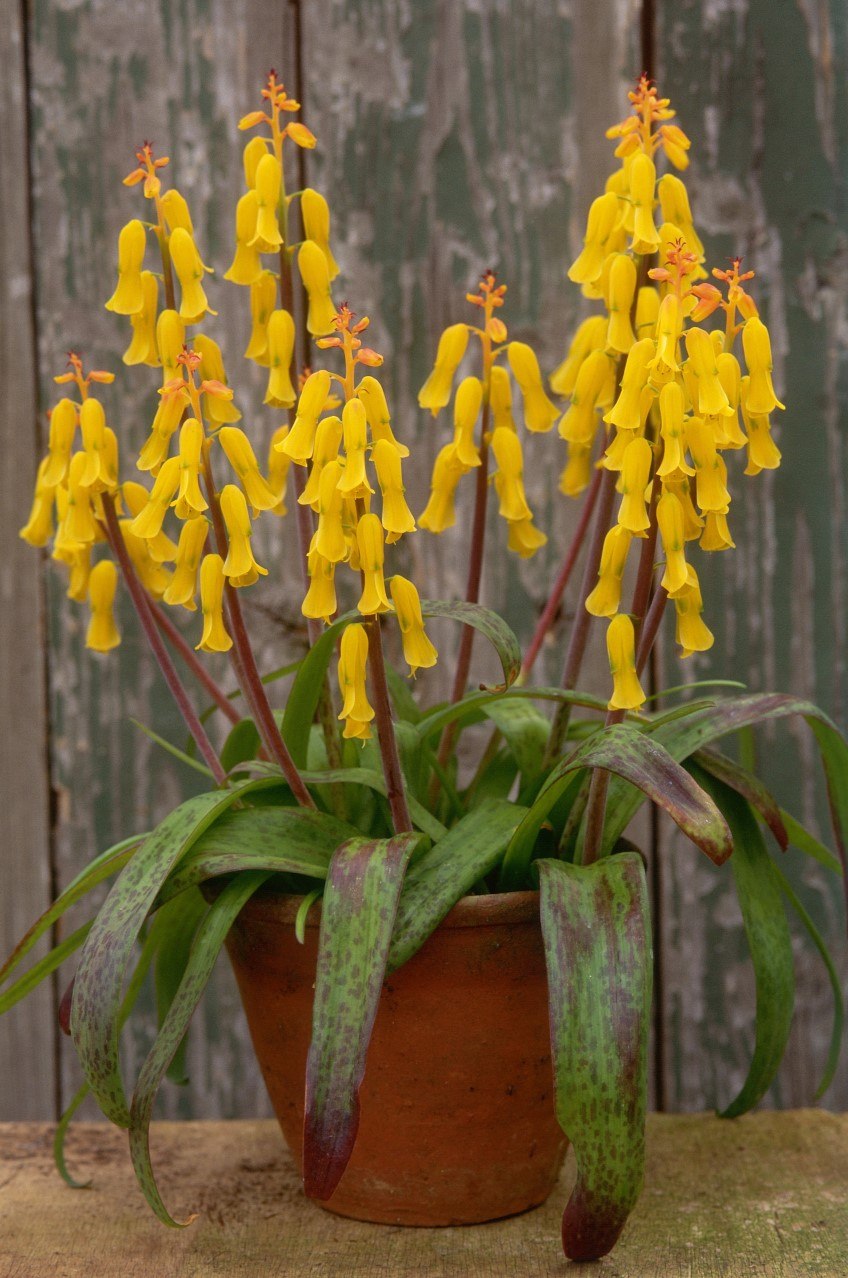 Лашеналия- бирюзовый гиацинт-Lachenalia viridiflora..