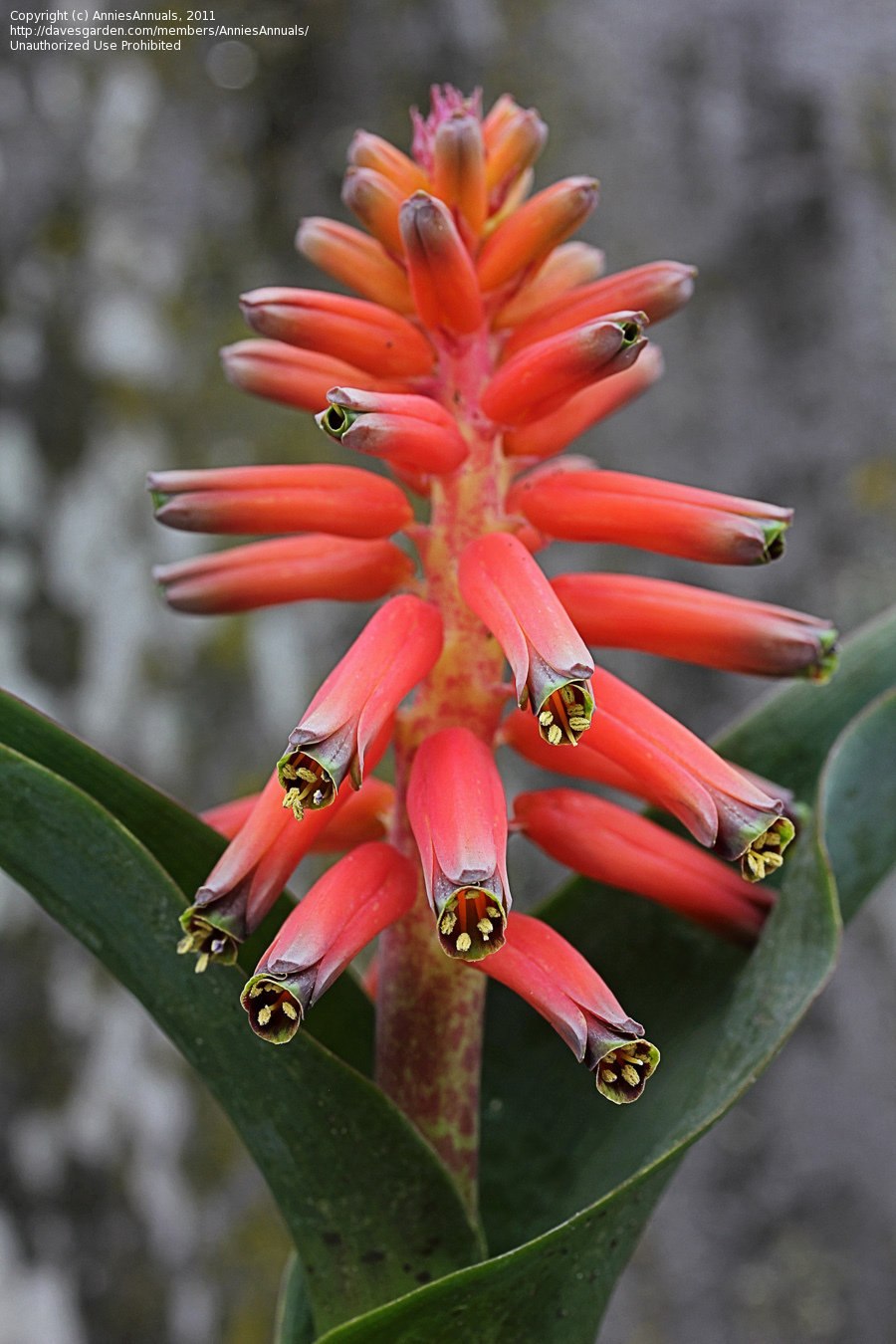 Лашеналия алоэвидная