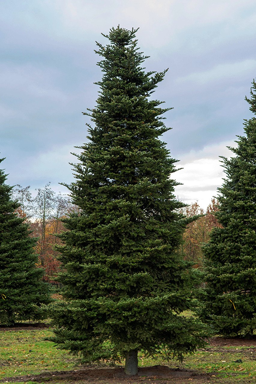 Пихта Приморская