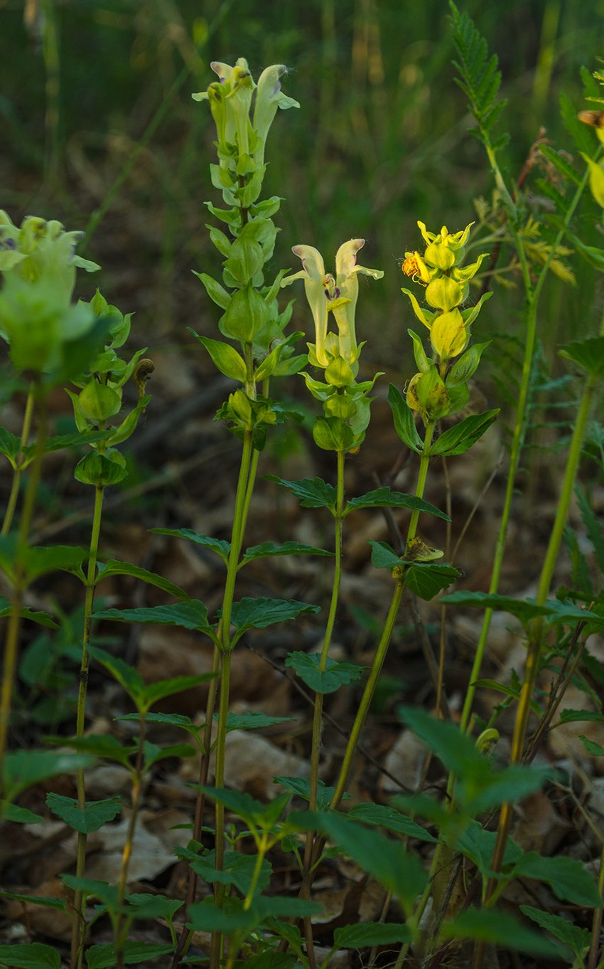 Scutellaria гомеопатия