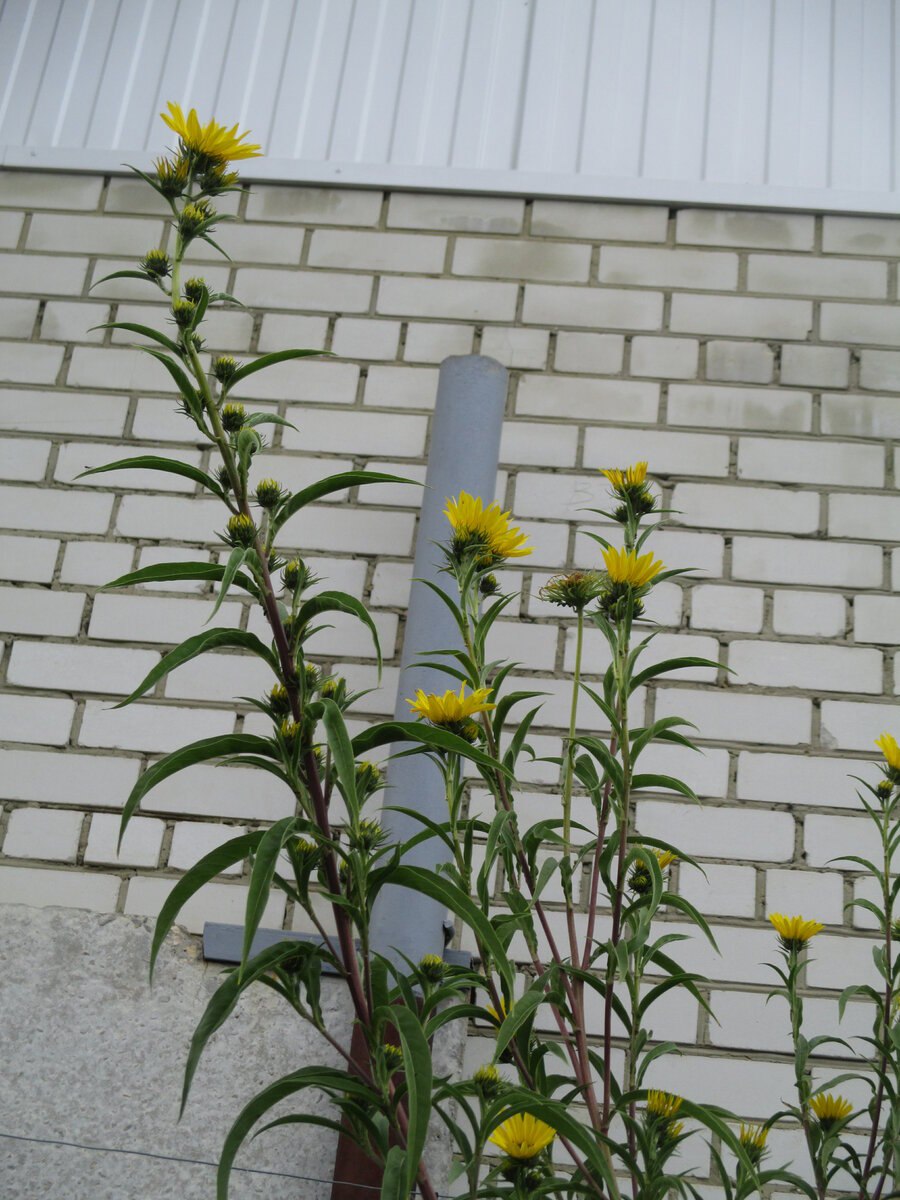 Подсолнечник многолетний Максимилиан