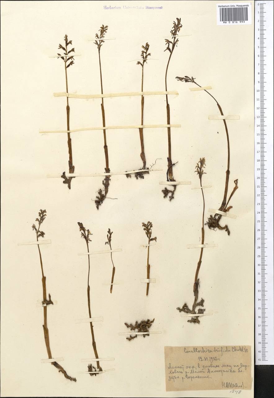 Dendrobium cumulatum