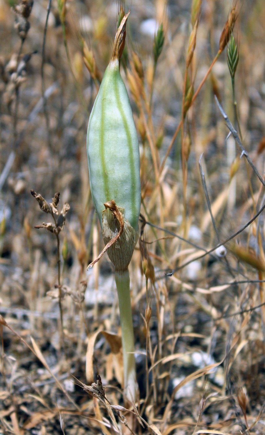 Iris lineolata