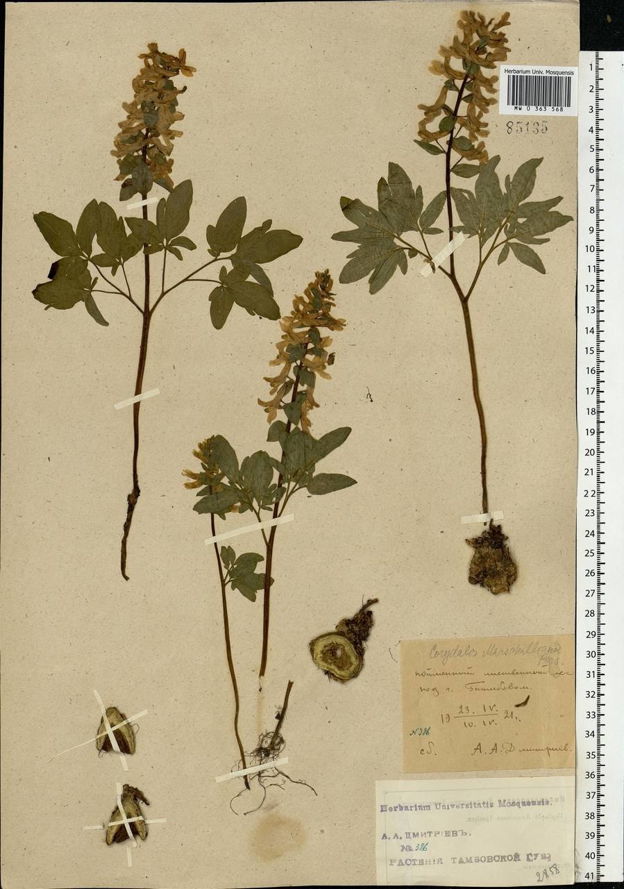 Хохлатка маршалла