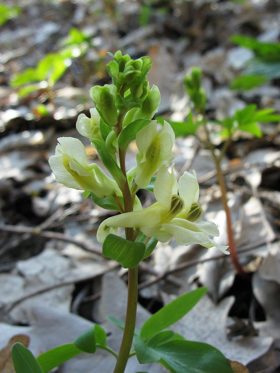 Лук Маршалла