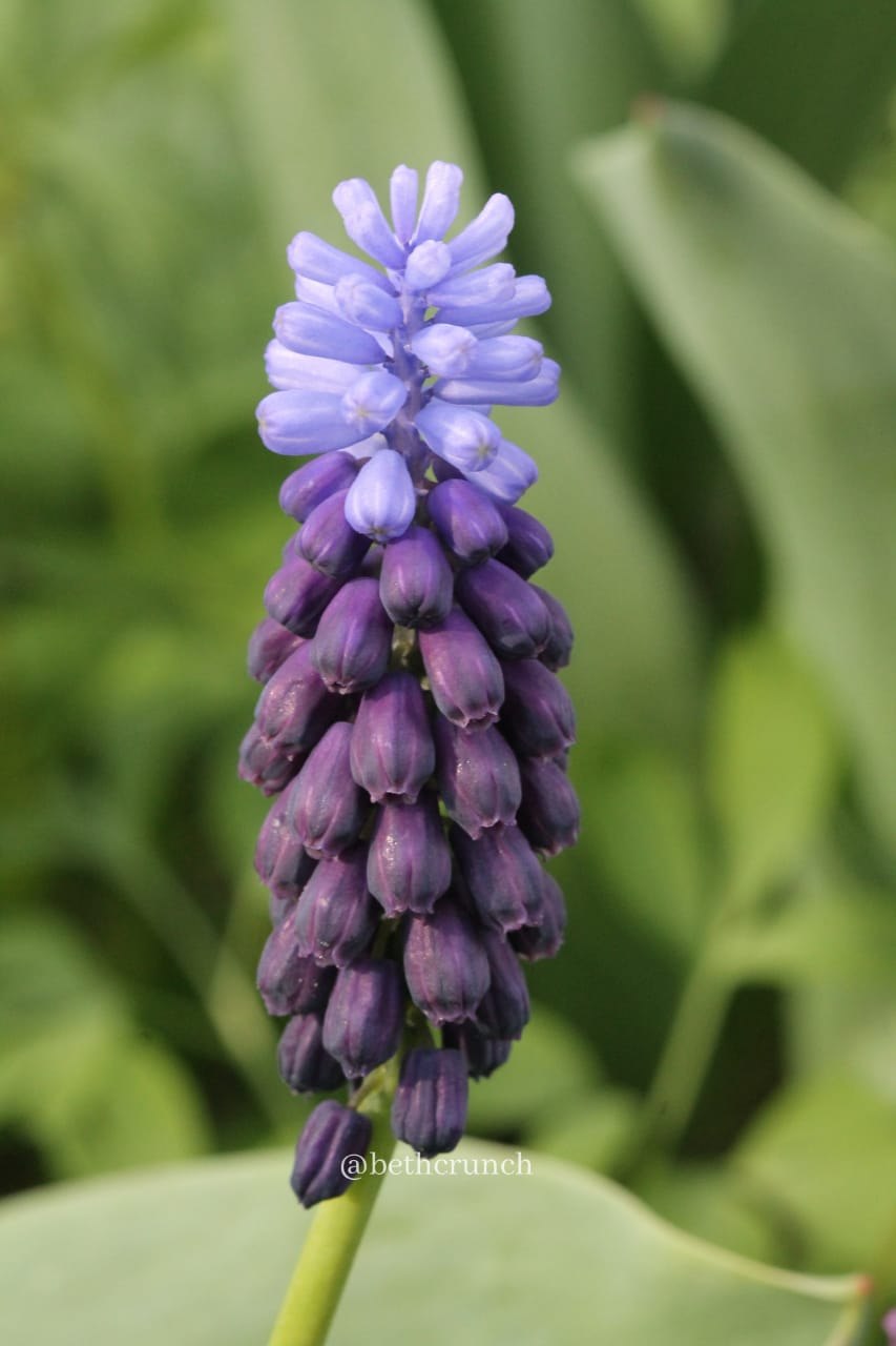 Мускари гроздевидный Muscari botryoides