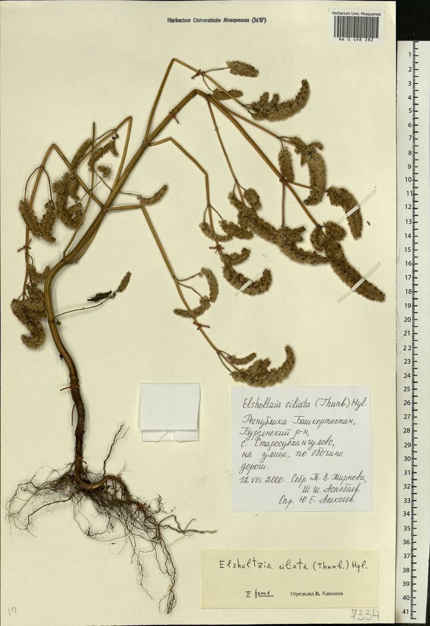 Фаброния реснитчатая