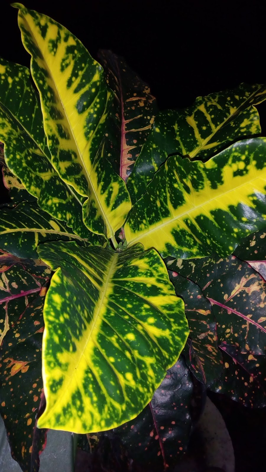 Пурума цекропиелистная