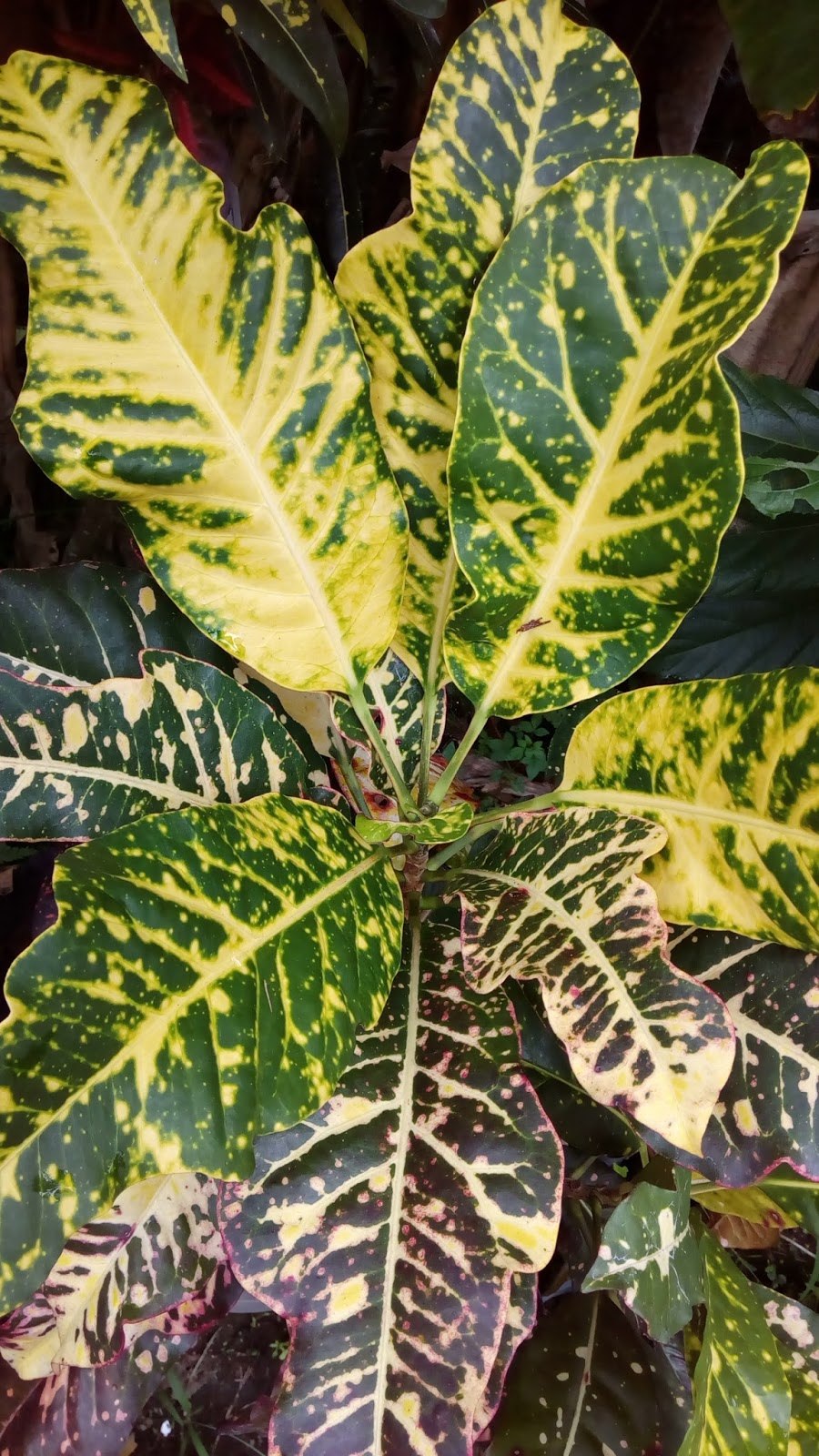 Детки фиалок