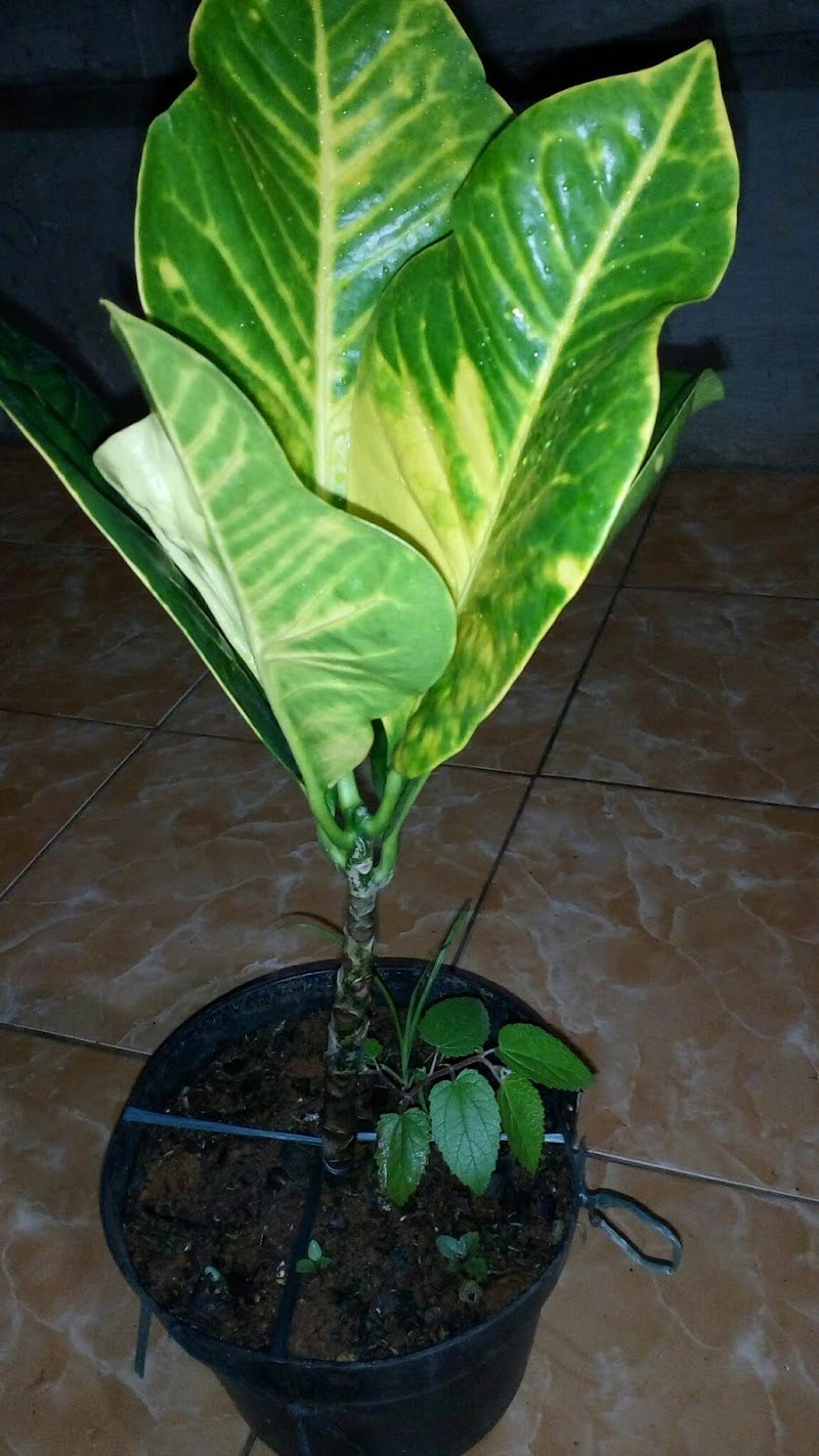 29x29 cm лист jpg