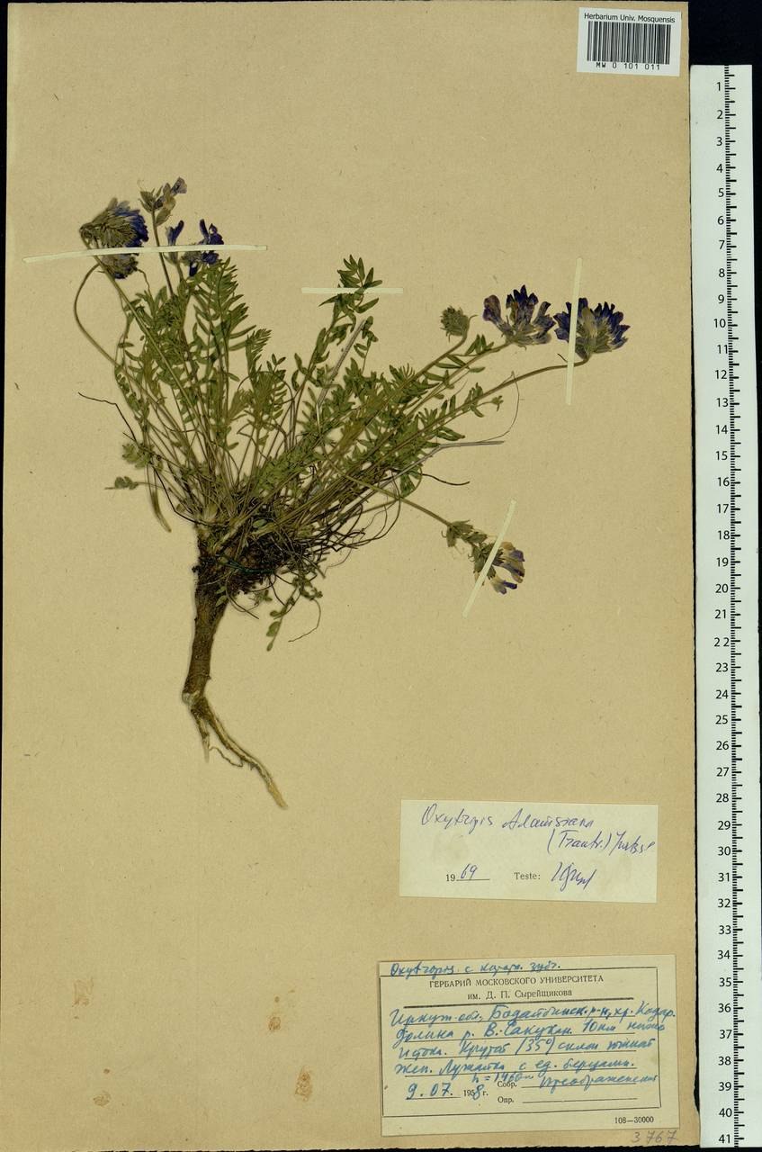 Дикраноцефал Адамса описание