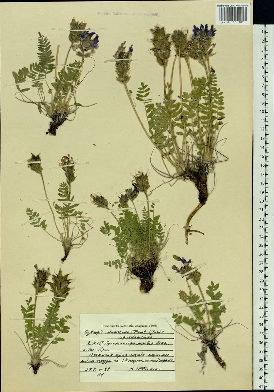 Остролодочник волосистый гербарий