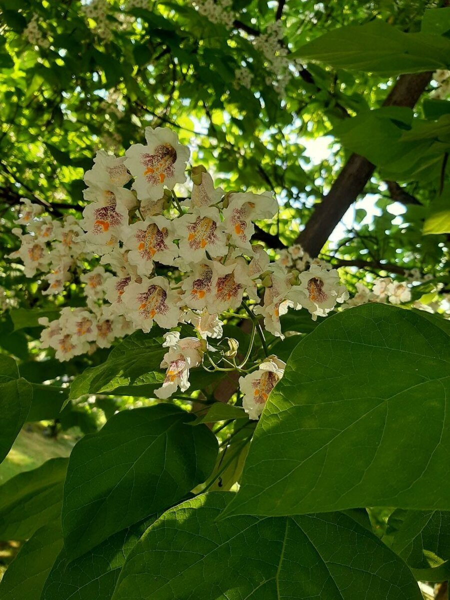 Деревья рода катальпа