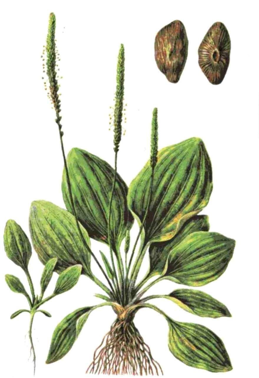 Подорожник Луговой