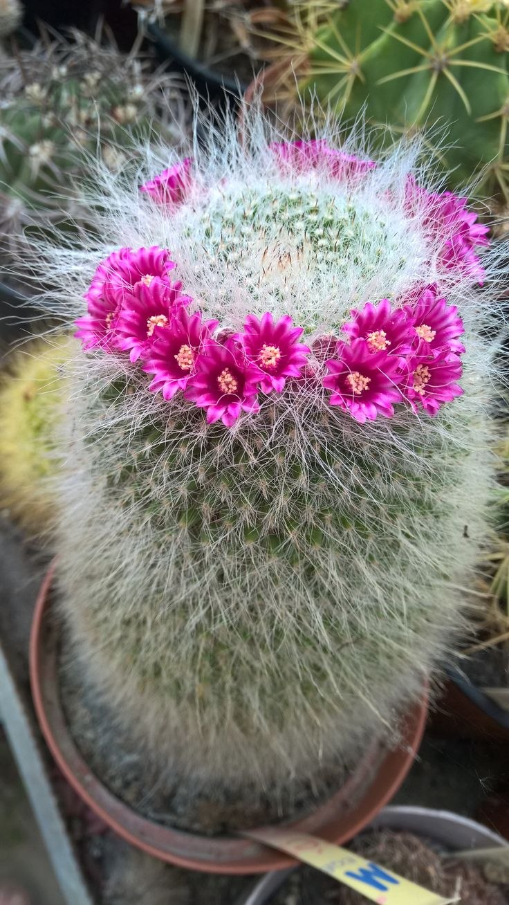 Melocactus Oaxacensis