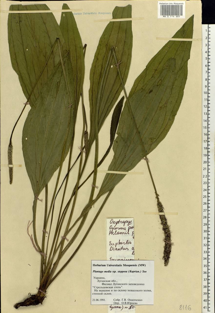 Подорожник средний Plantago Media