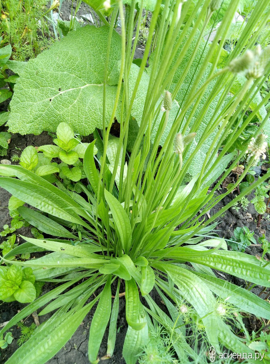 Подорожник средний