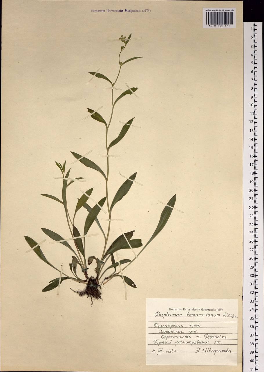 Шерстостебельник Комарова