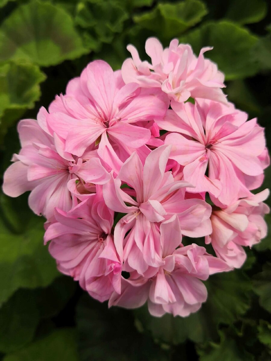 Герань Садовая джонсонс Блу