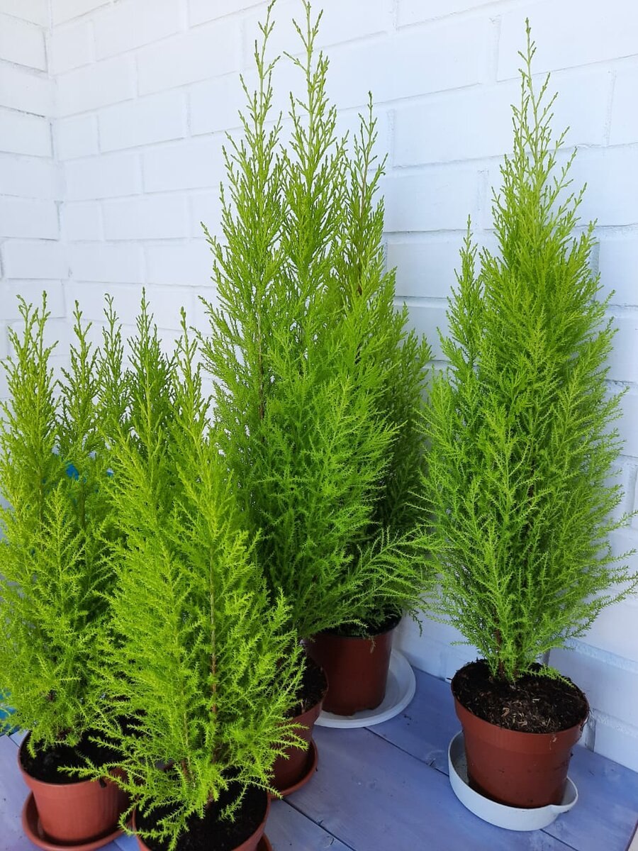 Кипарис Эдванс