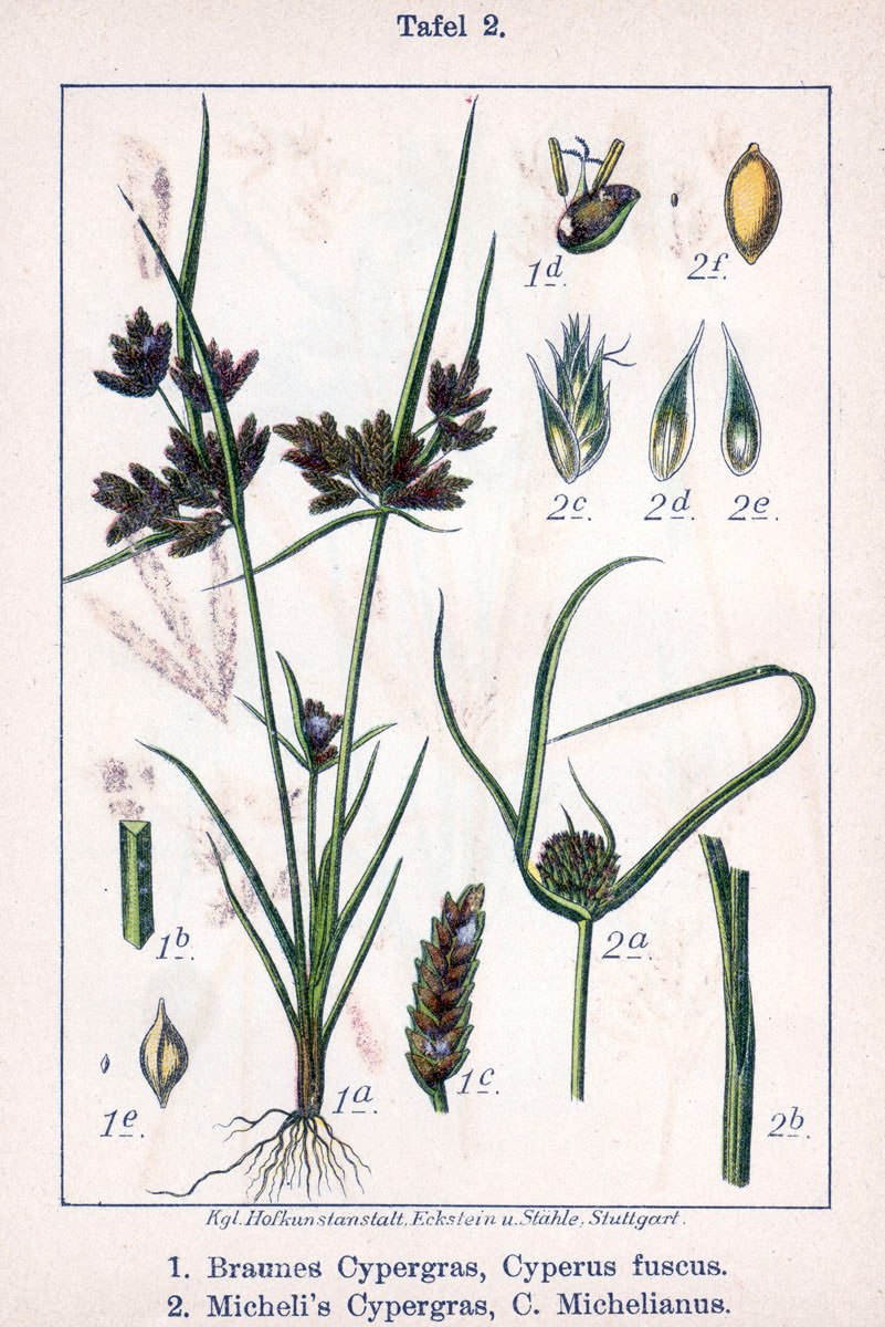 Сыть круглая Cyperus rotundus
