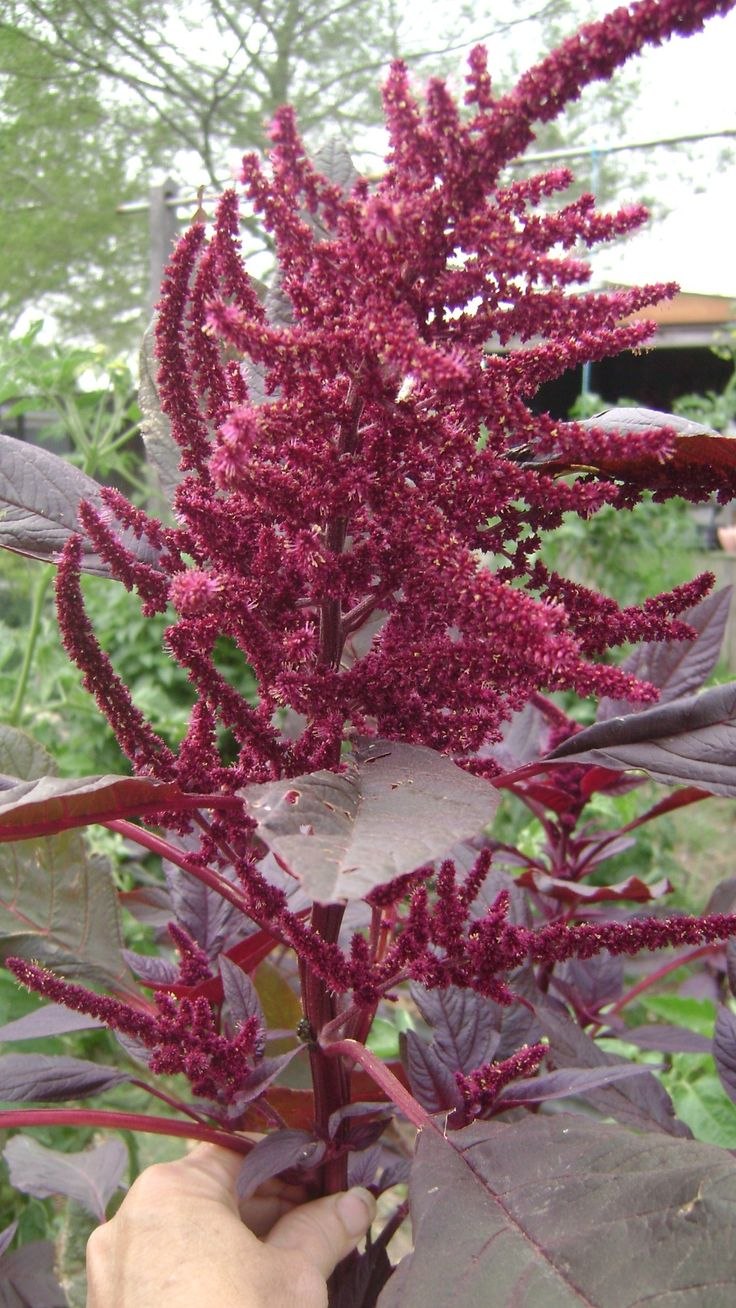 Амарант белый