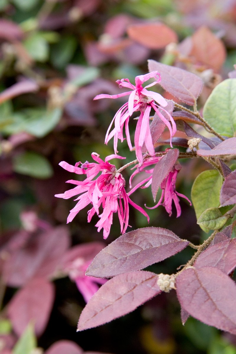 Loropetalum (Лоропеталум)