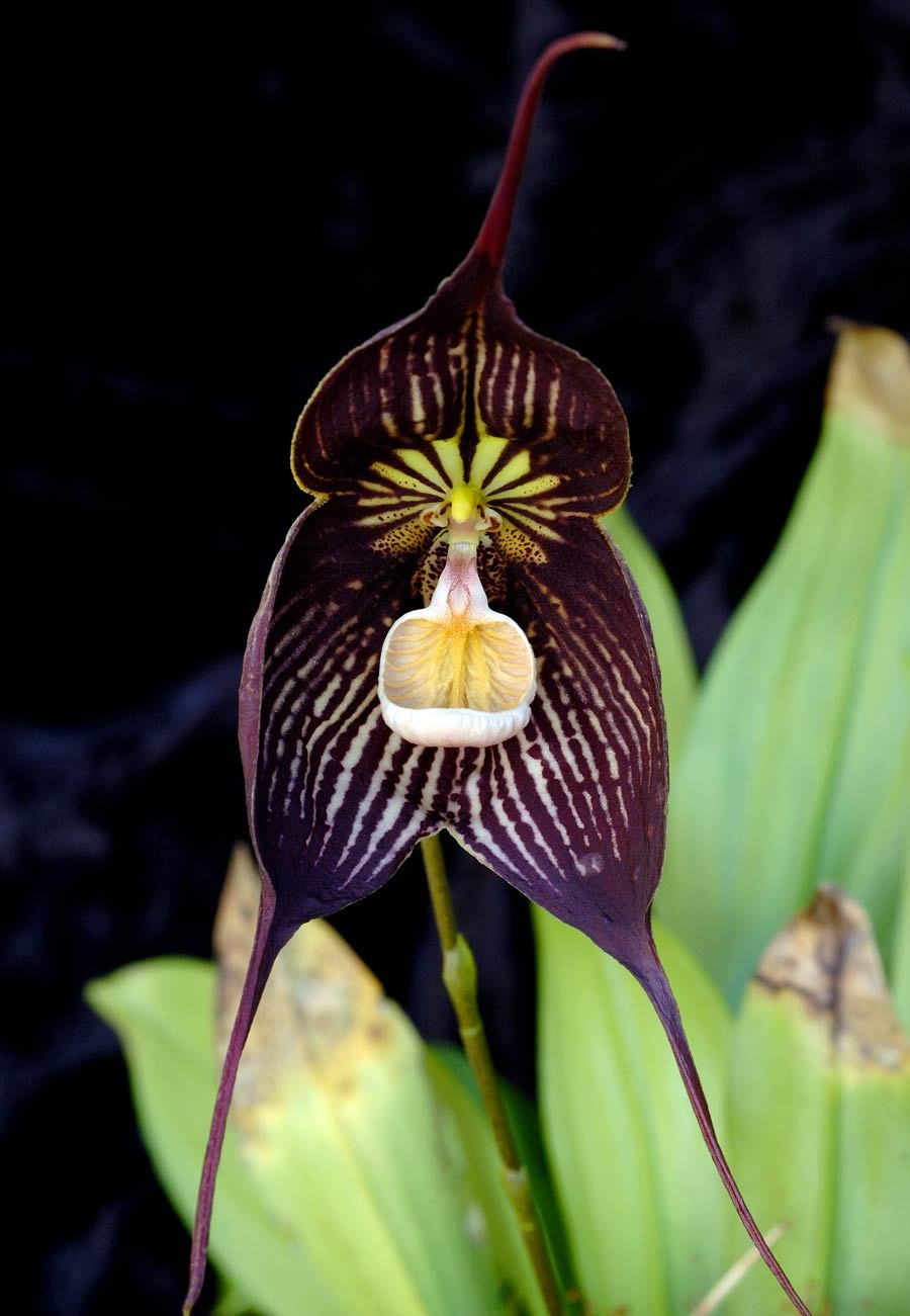 Dracula benedictii