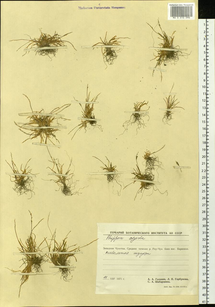 Фиппсия стройная