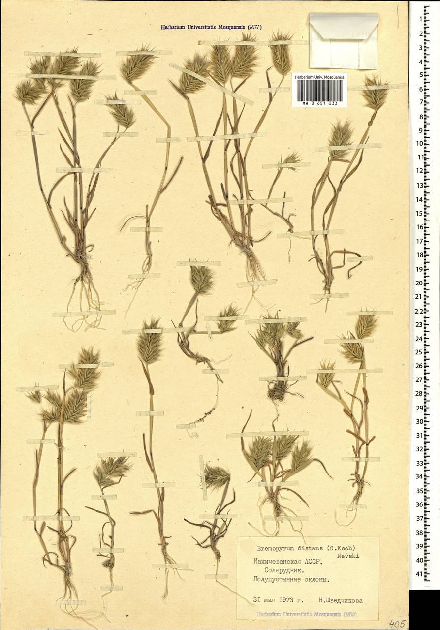 Миртук Восточный растение информация