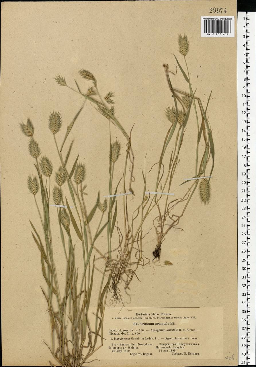 Elymus trachycaulus