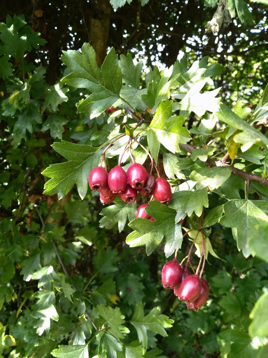 Боярышник перистонадрезанный